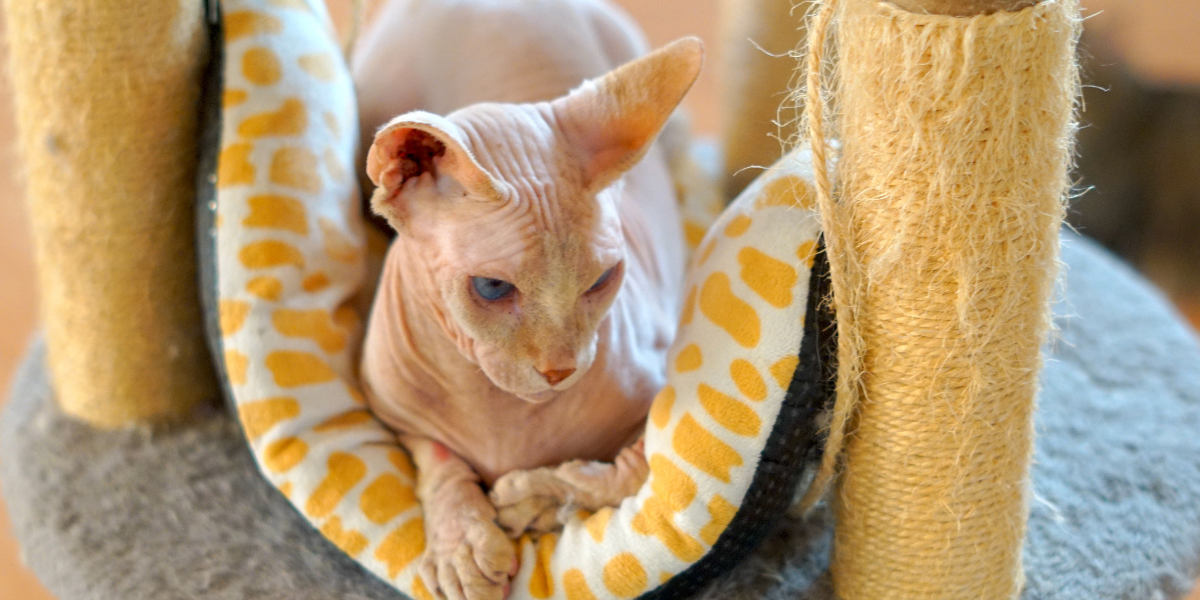 Naked Cat Breeds A Comprehensive Guide