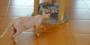 Naked Cat Breeds A Comprehensive Guide