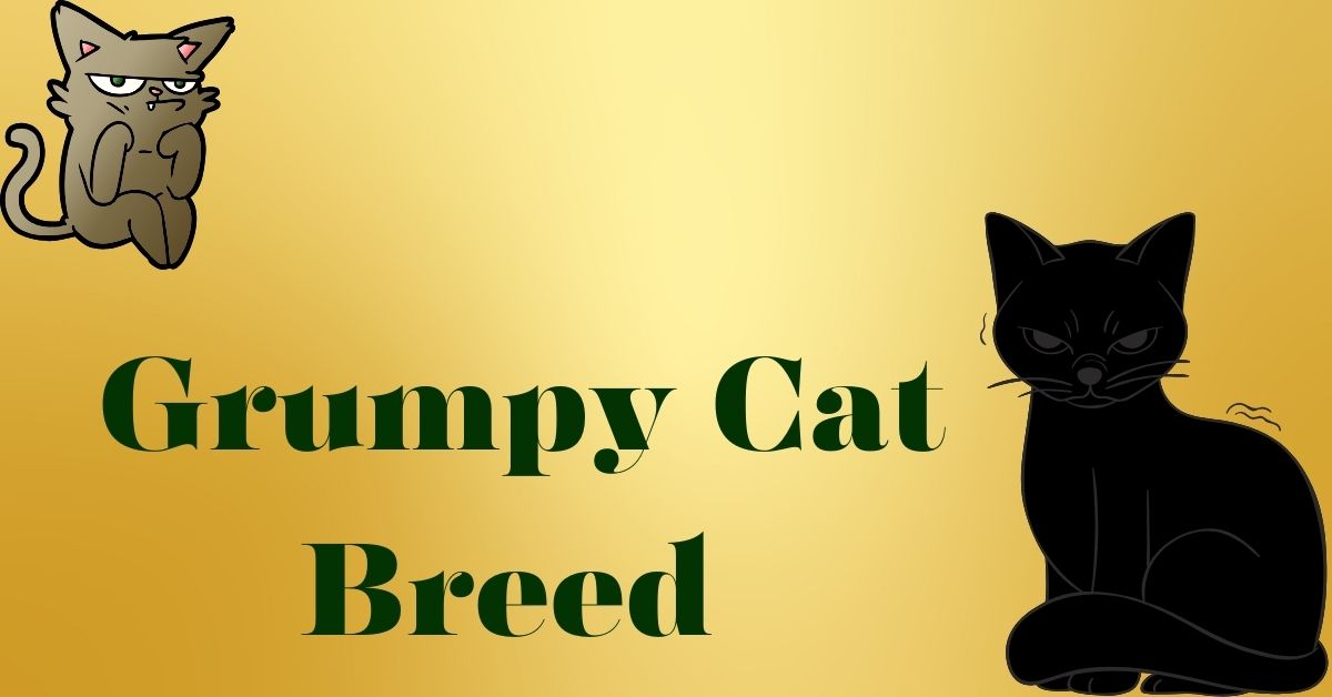 Grumpy Cat Breed