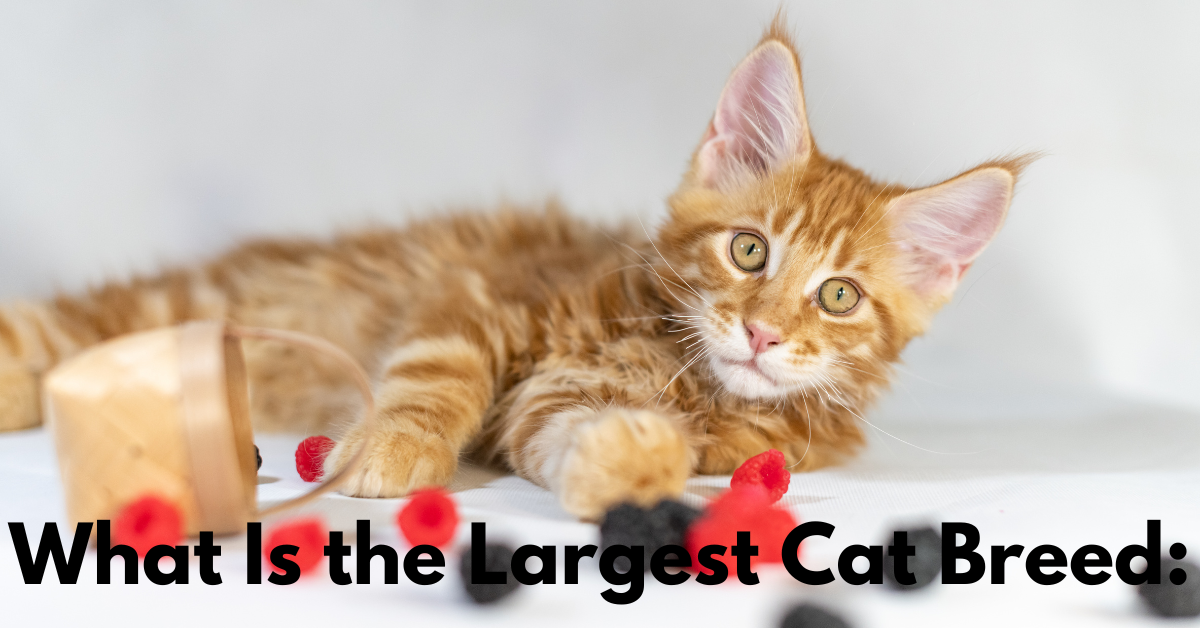 What Is the Largest Cat Breed: