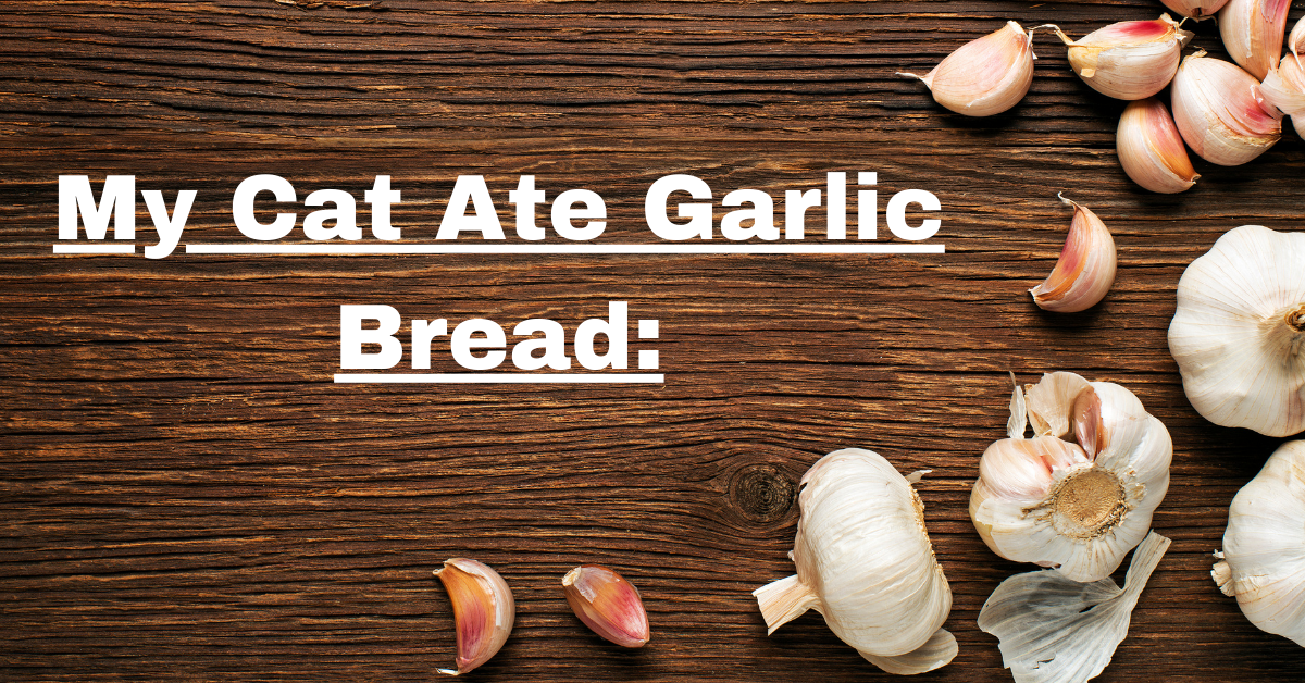 My Cat Ate Garlic Bread What to Do and Why it Matters