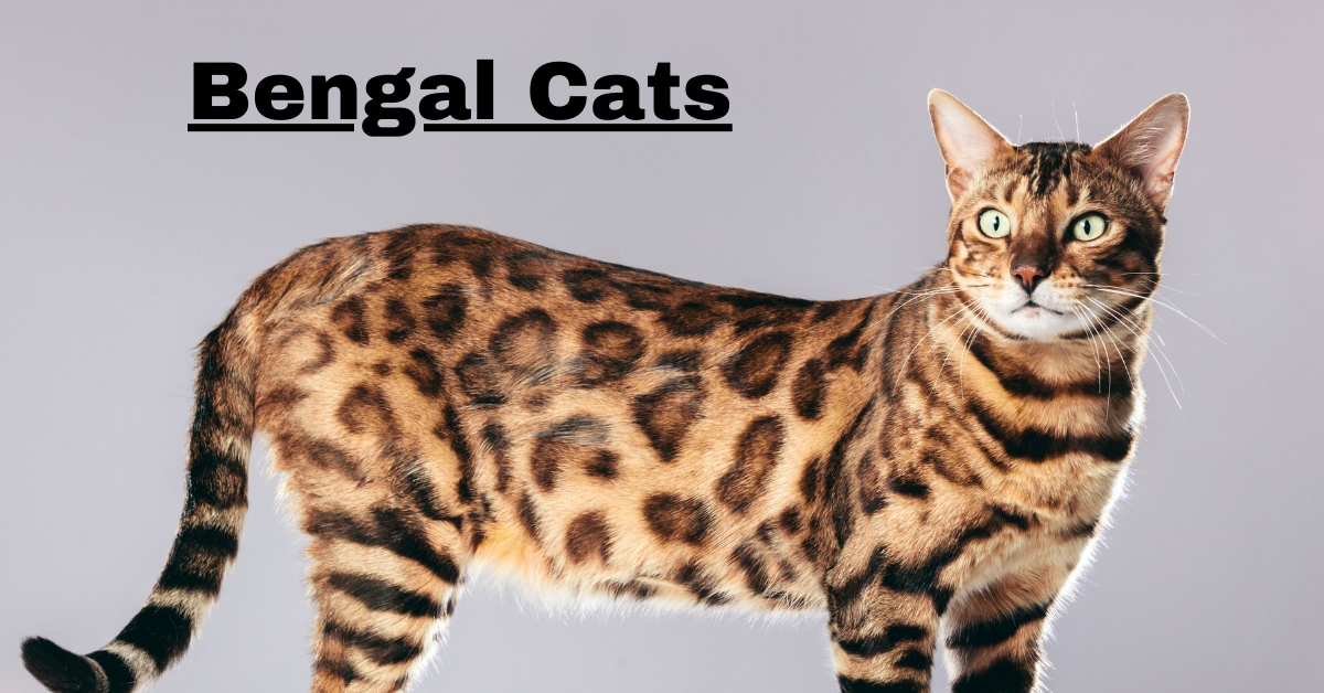 Bengal Cats