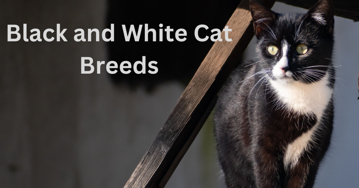 Black and White Cat Breeds