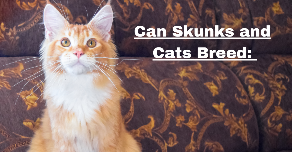 Can Skunks and Cats Breed: