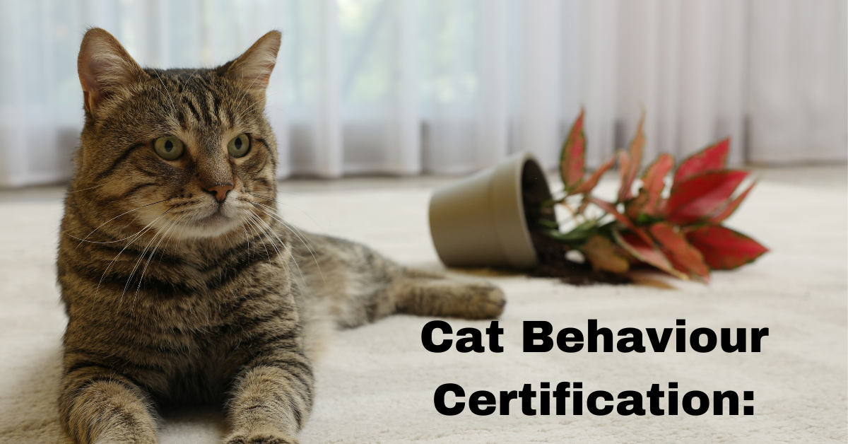 Cat Behaviour Certification: