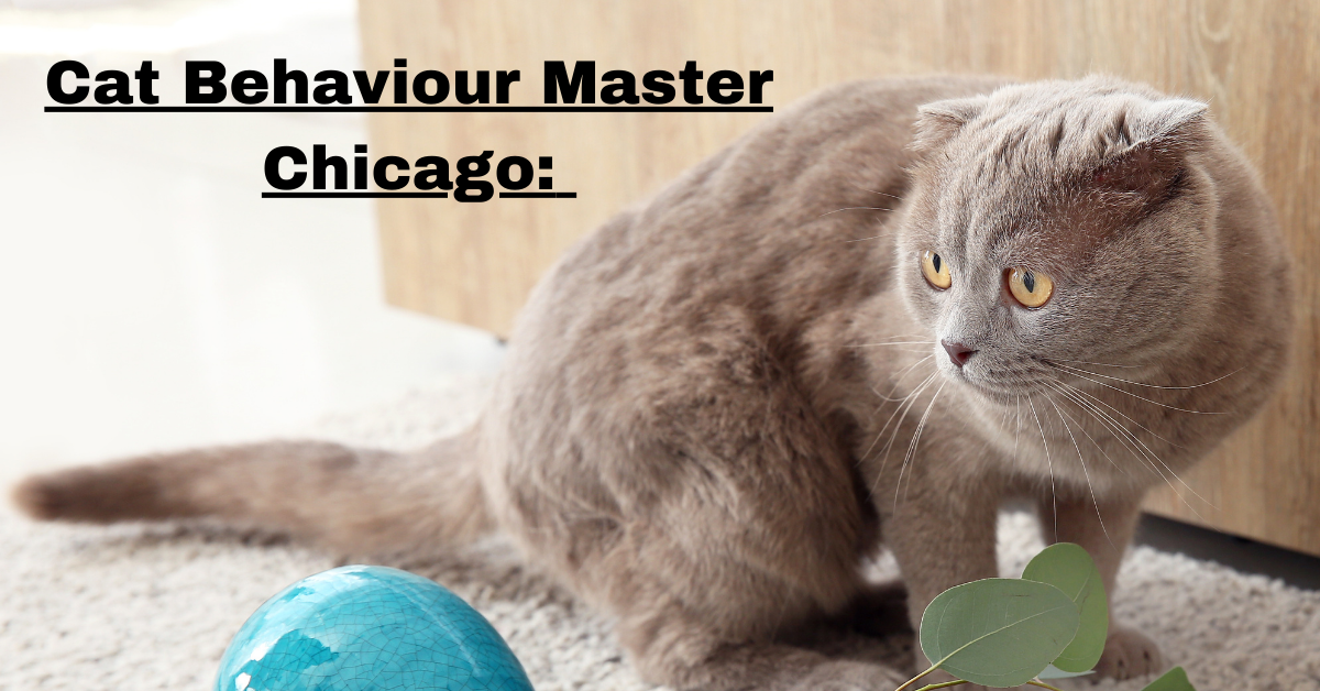 Cat Behaviour Master Chicago: