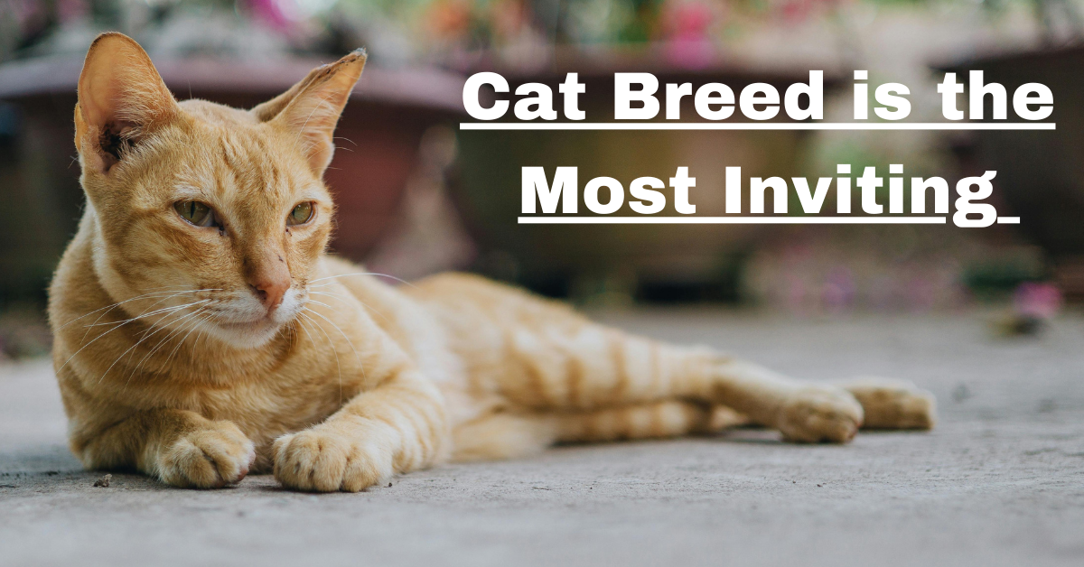 Cat Breed is the Most Inviting?