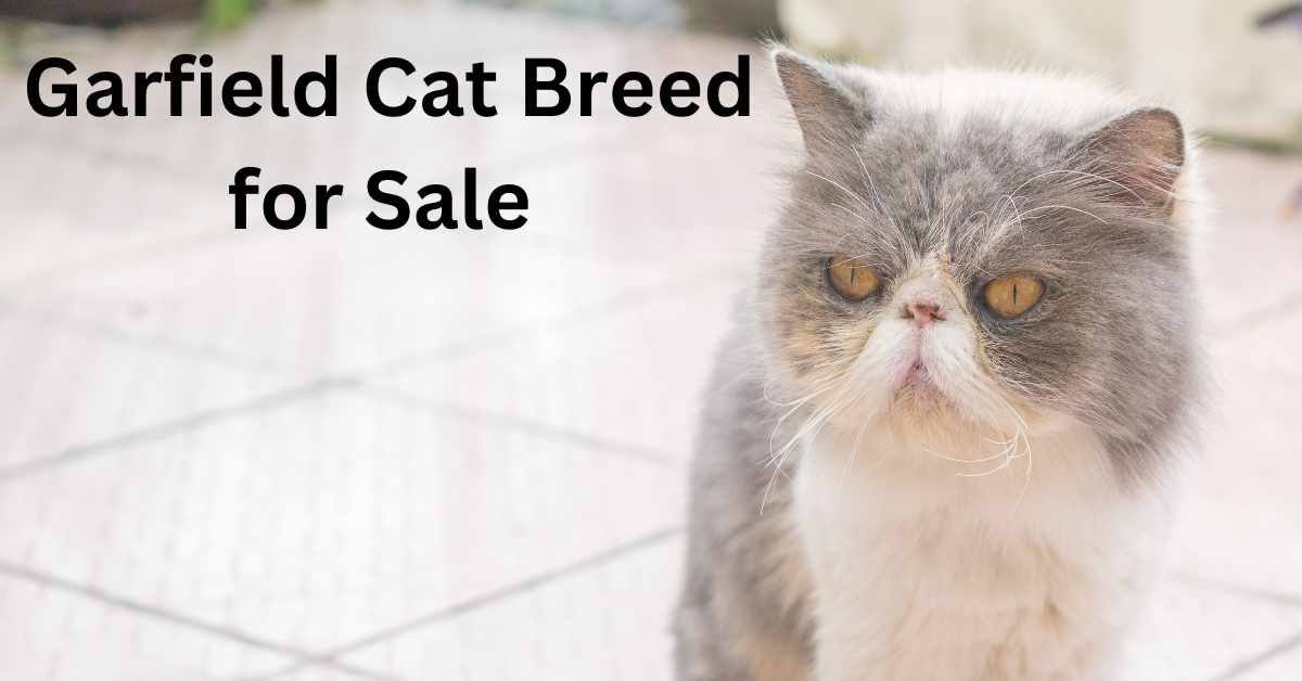 Garfield Cat Breed for Sale