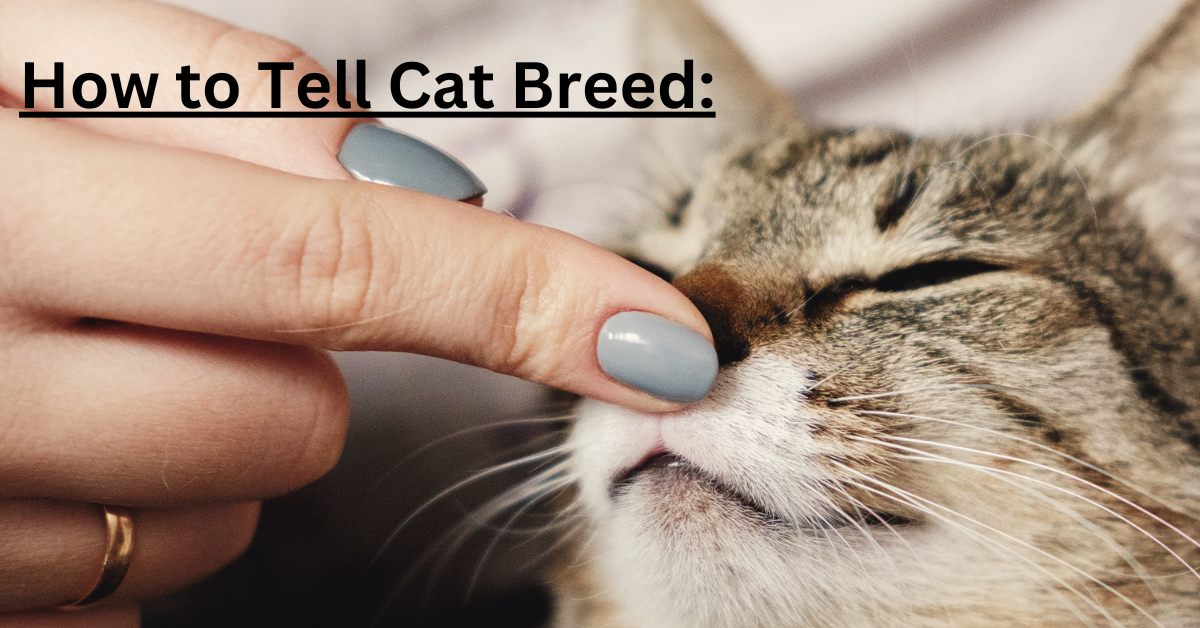 How to Tell Cat Breed: