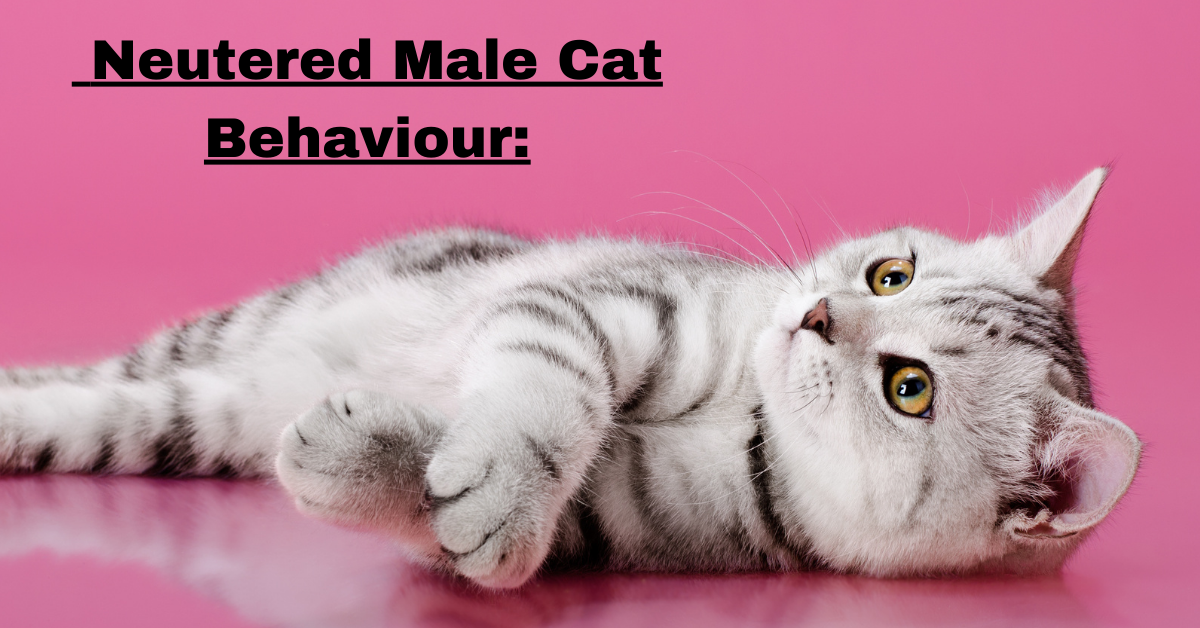 Neutered Male Cat Behaviour: