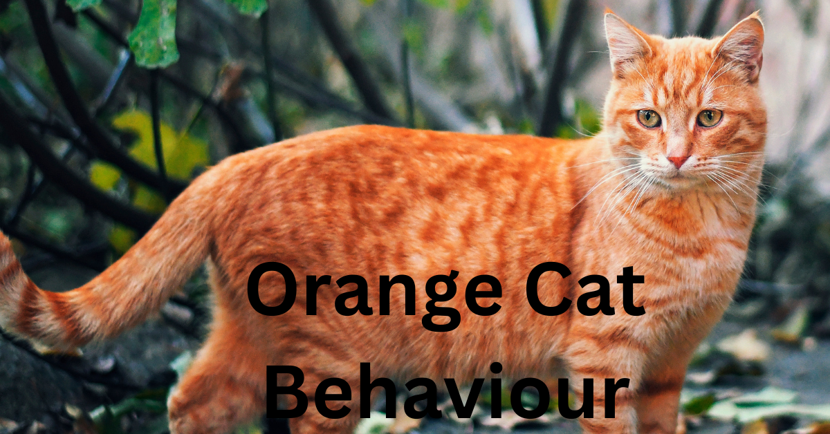 Orange Cat Behaviour