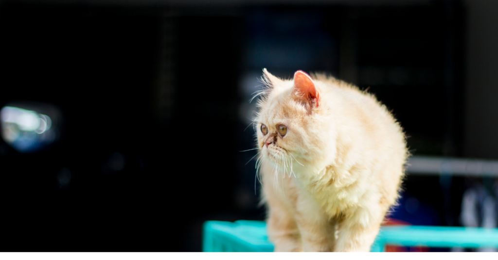 The Majestic World of the Massive Cat Breed