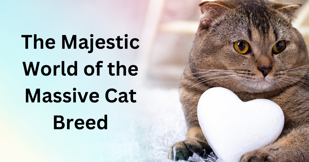 The Majestic World of the Massive Cat Breed