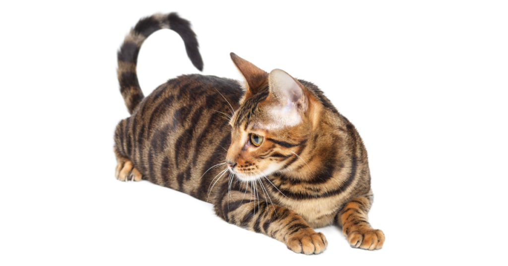 Tiger Cat Breed (1)