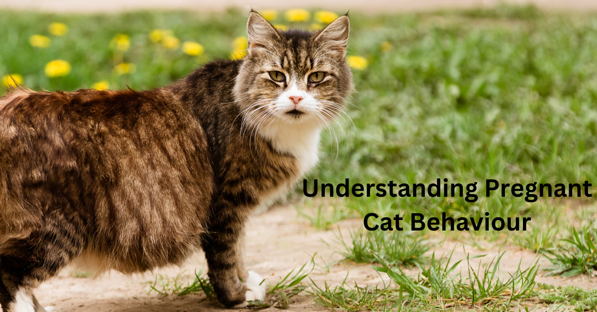 Understanding Pregnant Cat Behaviour: