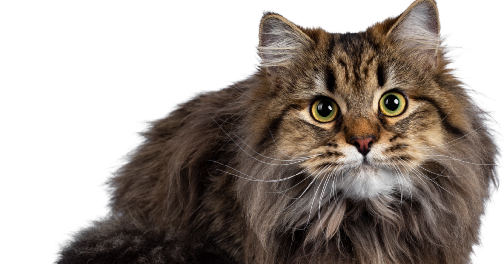 Well known Cat Breeds