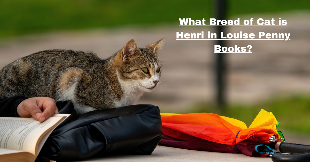 What Breed of Cat is Henri in Louise Penny Books?