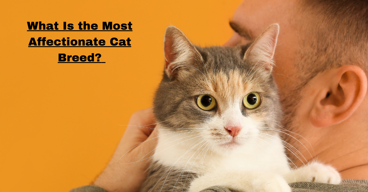 What Is the Most Affectionate Cat Breed?