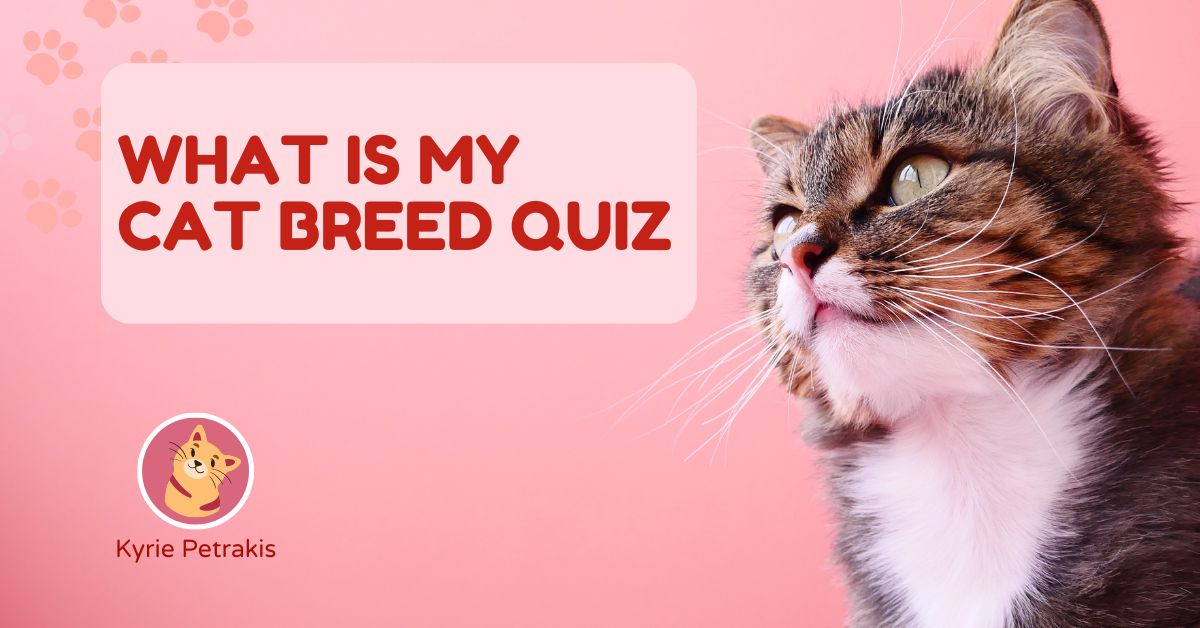 What is My Cat Breed Quiz