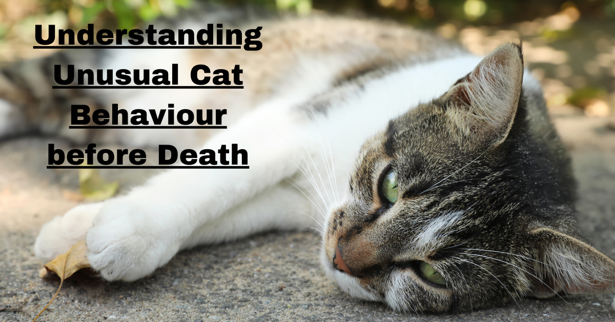 Understanding Unusual Cat Behaviour before Death