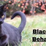Black Cat Behaviour: