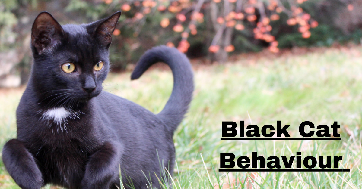 Black Cat Behaviour: