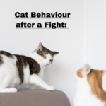 Cat Behaviour after a Fight:
