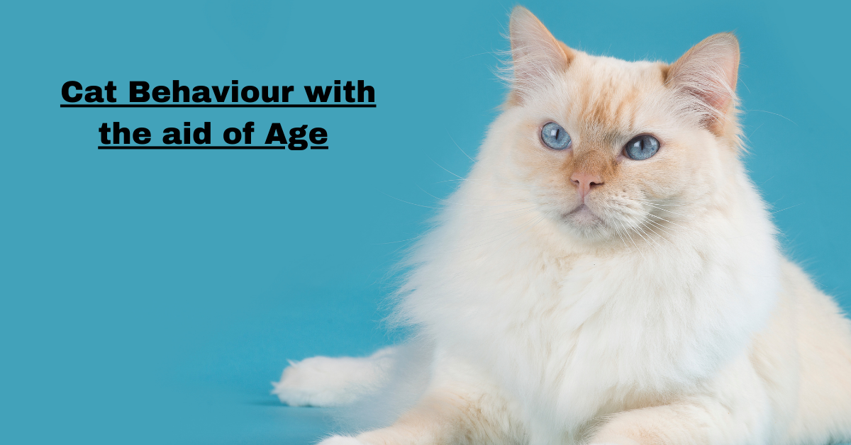 Cat Behaviour with the aid of Age