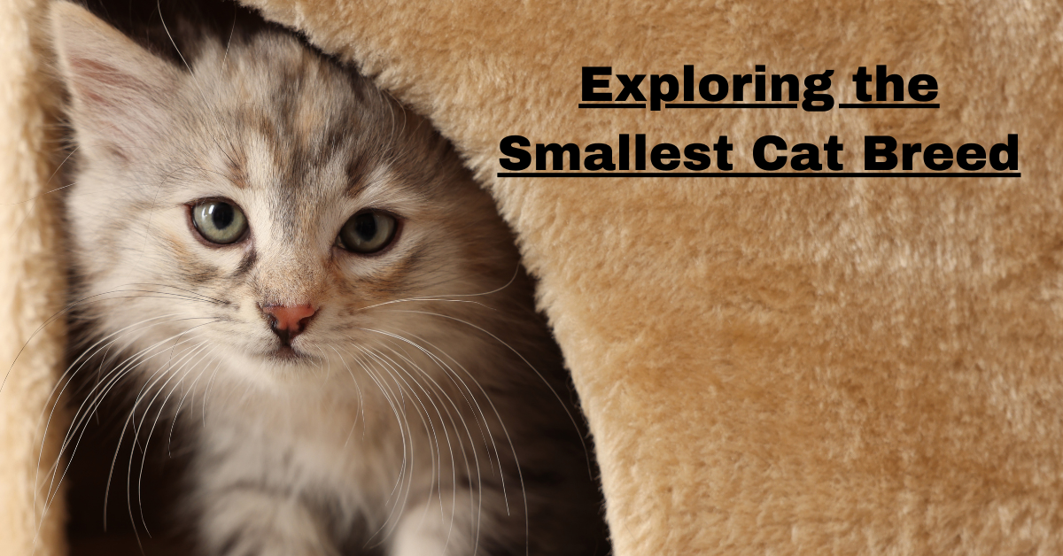 Exploring the Smallest Cat Breed