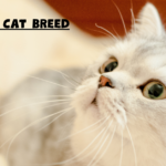 Smartest Cat Breed:
