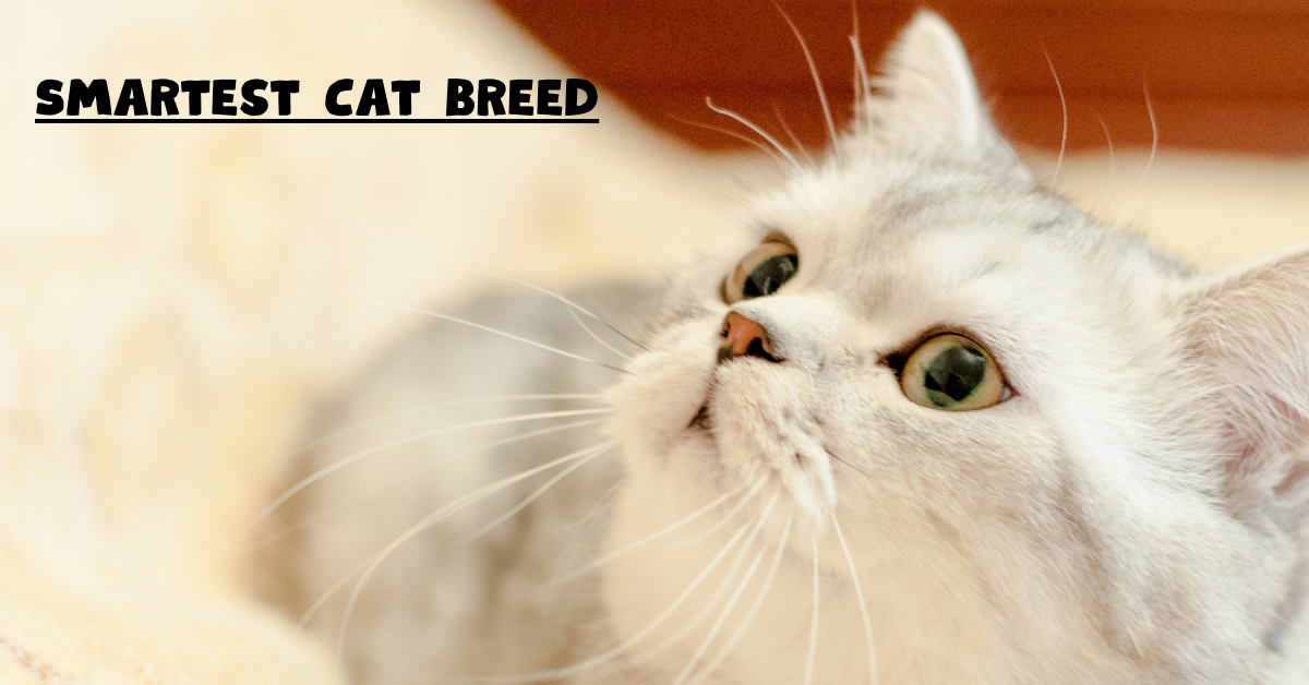 Smartest Cat Breed: