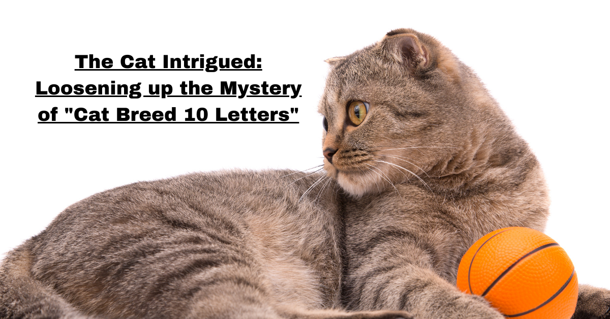 The Cat Intrigued: Loosening up the Mystery of "Cat Breed 10 Letters"