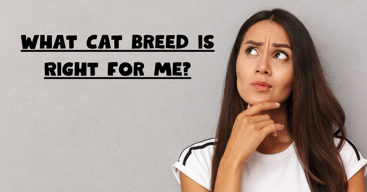 What Cat Breed is Right for Me?