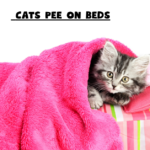 Cats Pee on Beds?