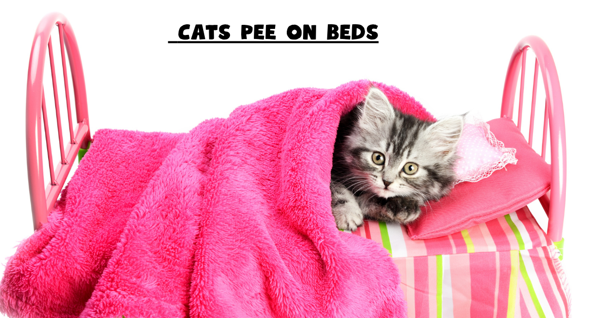 Cats Pee on Beds?