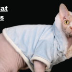 Bald Cat Breeds: