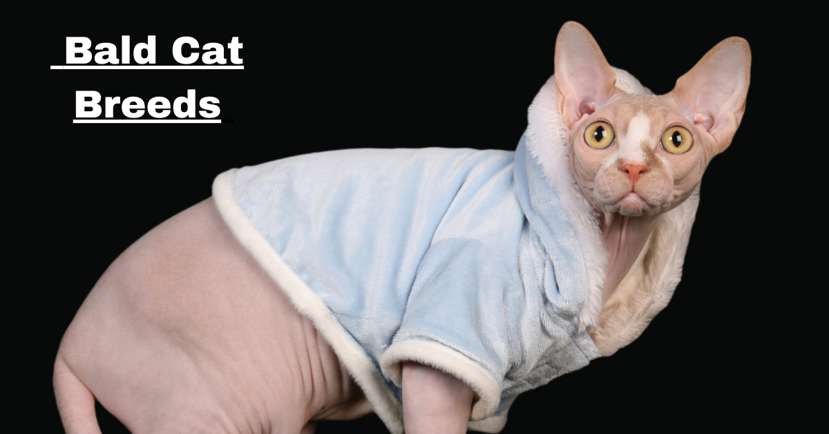 Bald Cat Breeds: