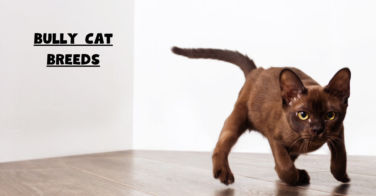 Bully Cat Breeds: