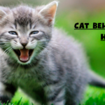 Cat Behaviour in Heat: