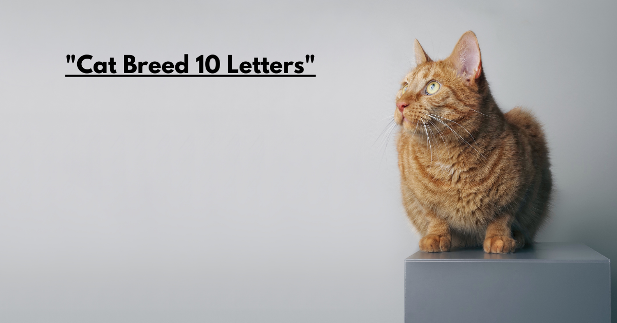 "Cat Breed 10 Letters"