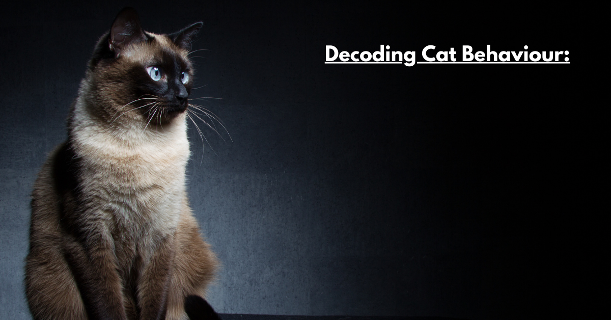 Decoding Cat Behaviour: