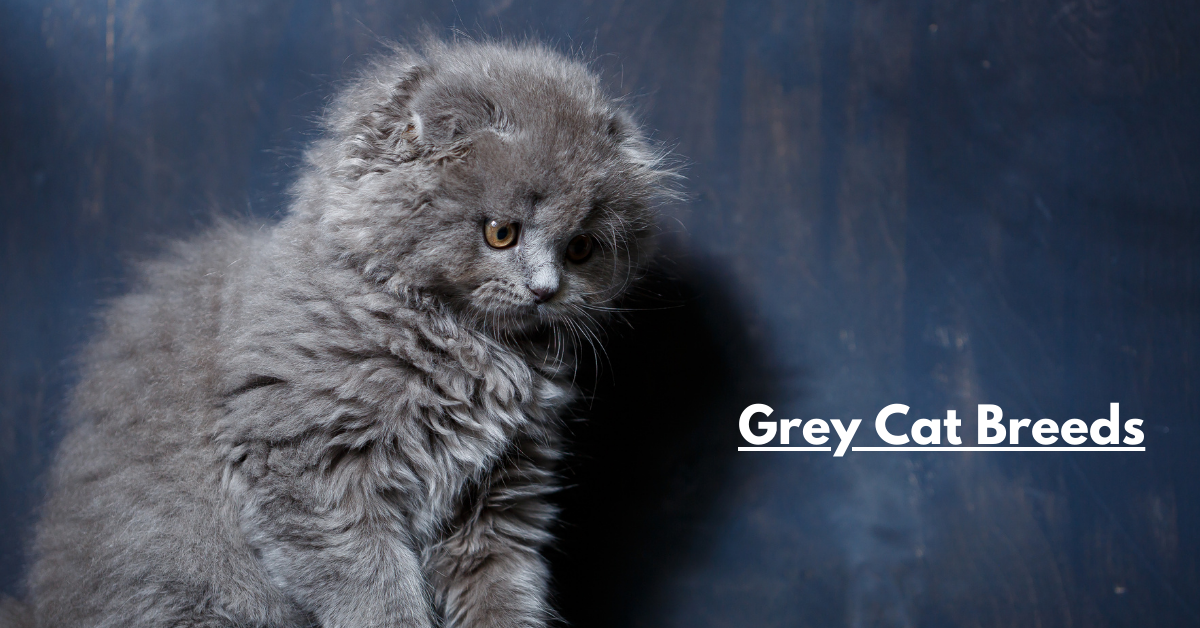 The Ultimate Guide to Grey Cat Breeds: Everything You Need to Know