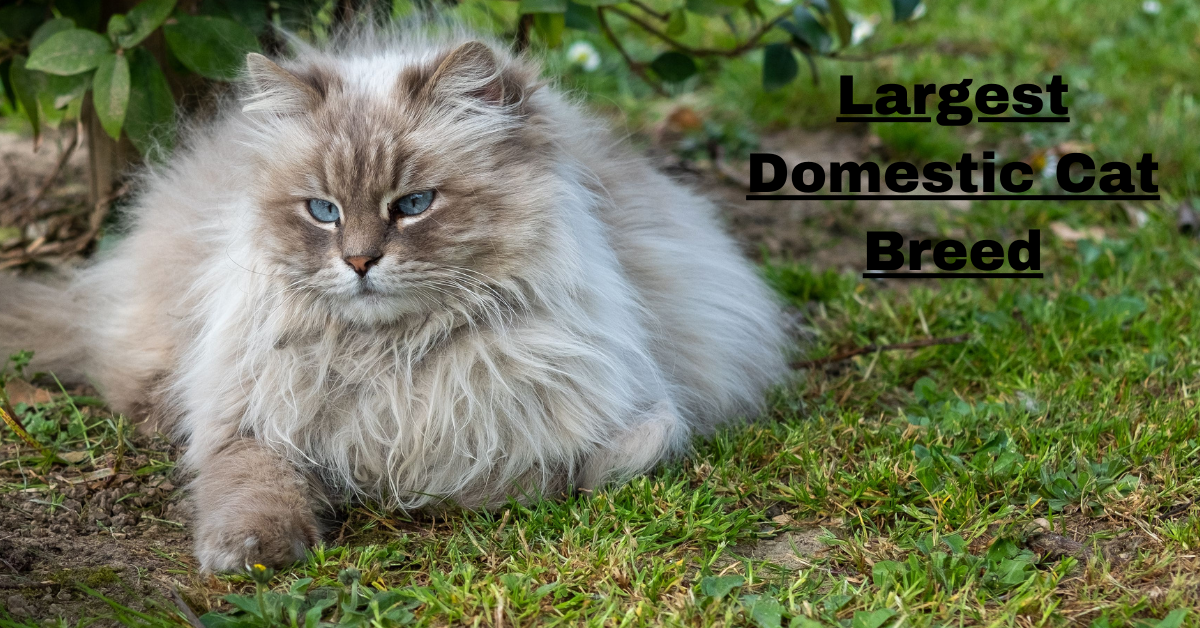 Largest Domestic Cat Breed