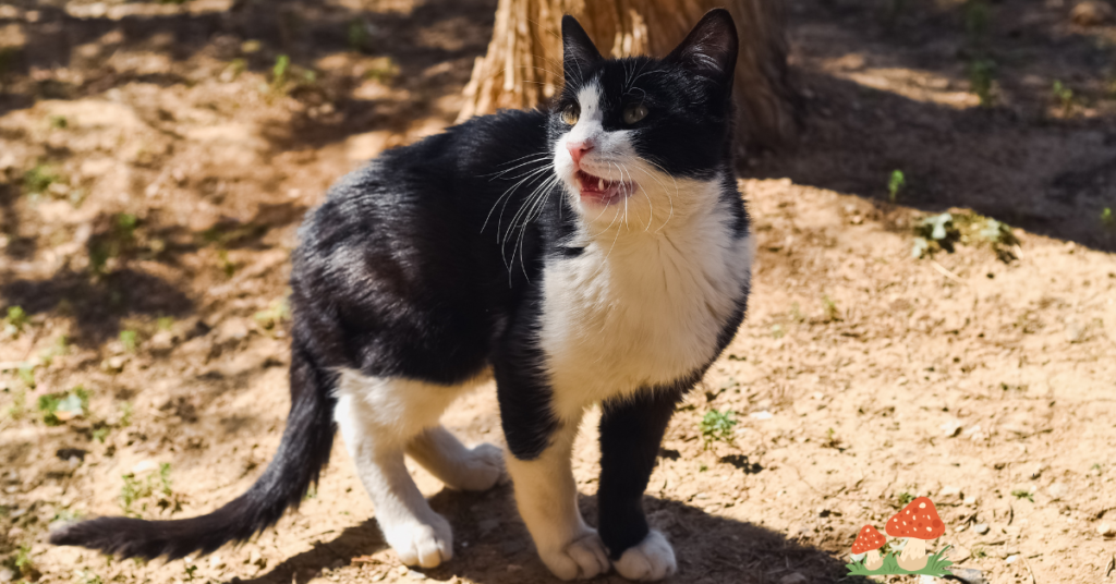 The Majestic Tuxedo Cat Breed (1)