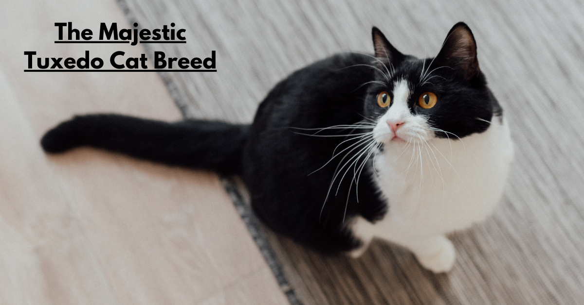 The Majestic Tuxedo Cat Breed: