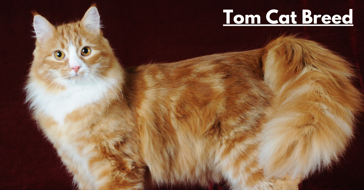 Tom Cat Breed: