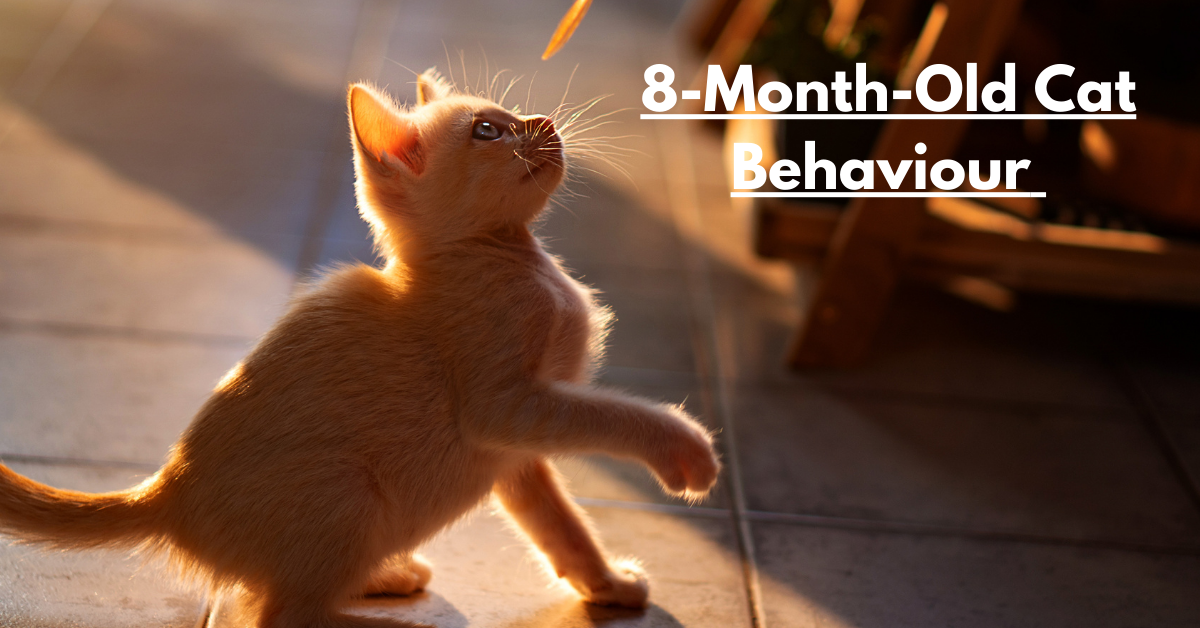 8-Month-Old Cat Behaviour: