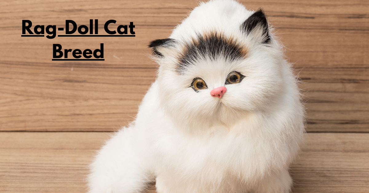 The Enchanting Rag-Doll Cat Breed: A Guide to Their Charm