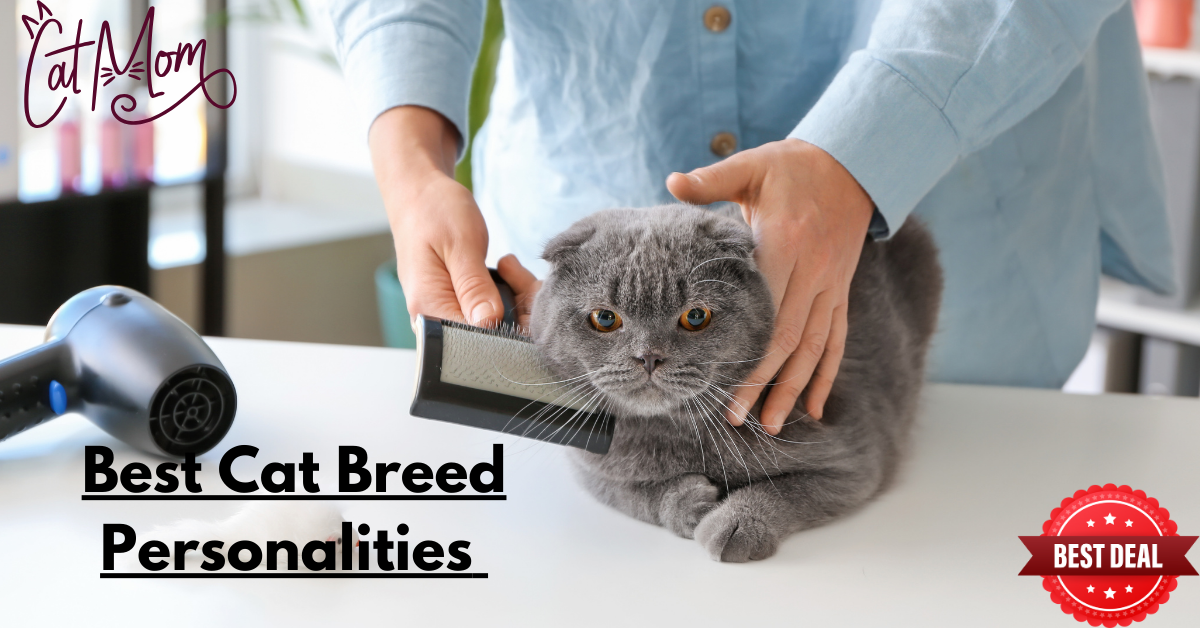 Best Cat Breed Personalities: