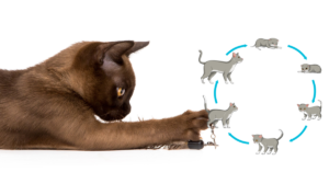 Burmese Cat Behaviour Problems (1)